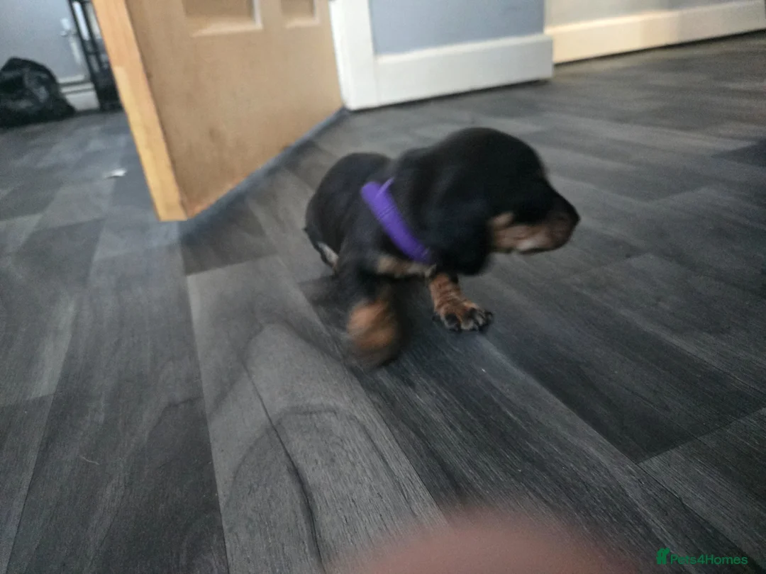 Miniature Dachshund dogs for sale: Miniature dachshund  - Advert 2