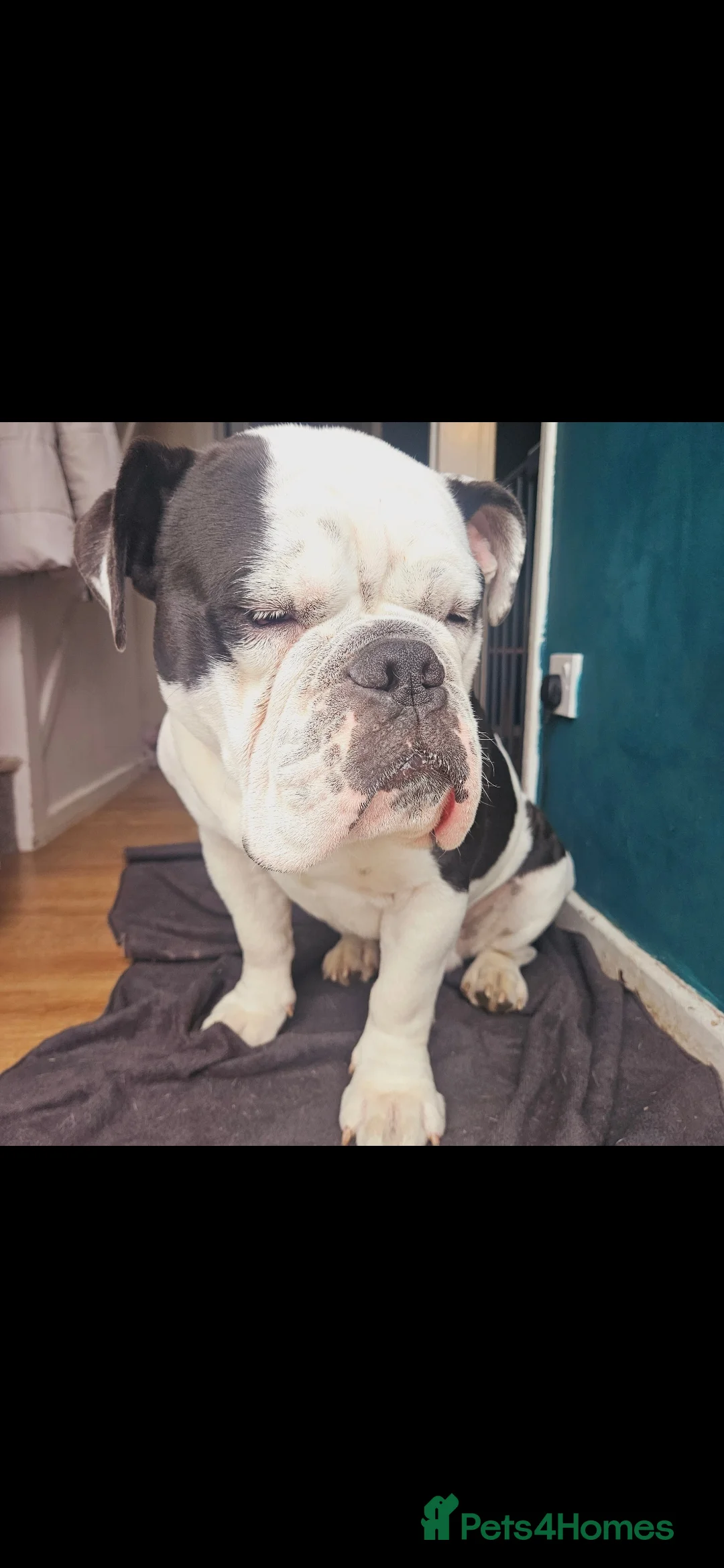 Mixed Breed dogs for sale: Olde tyme English bulldog  - Advert 1