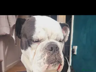 Mixed Breed dogs Olde tyme English bulldog - Advert 16