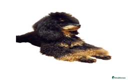 Cockapoo dogs for stud: Pra clear Kc reg phantom toy poodle for stud in Manchester - Image 5