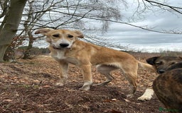 Mixed Breed dogs for adoption: Cristina - Norwich Norfolk  - Image 10