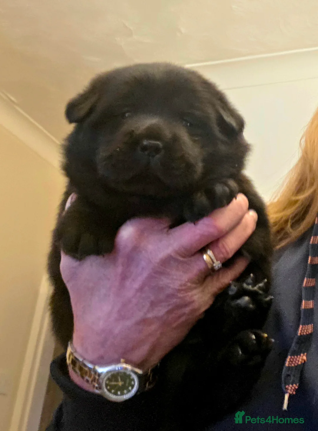 Mixed Breed dogs for sale: Gorgeous Chowador Puppies  - Advert 10