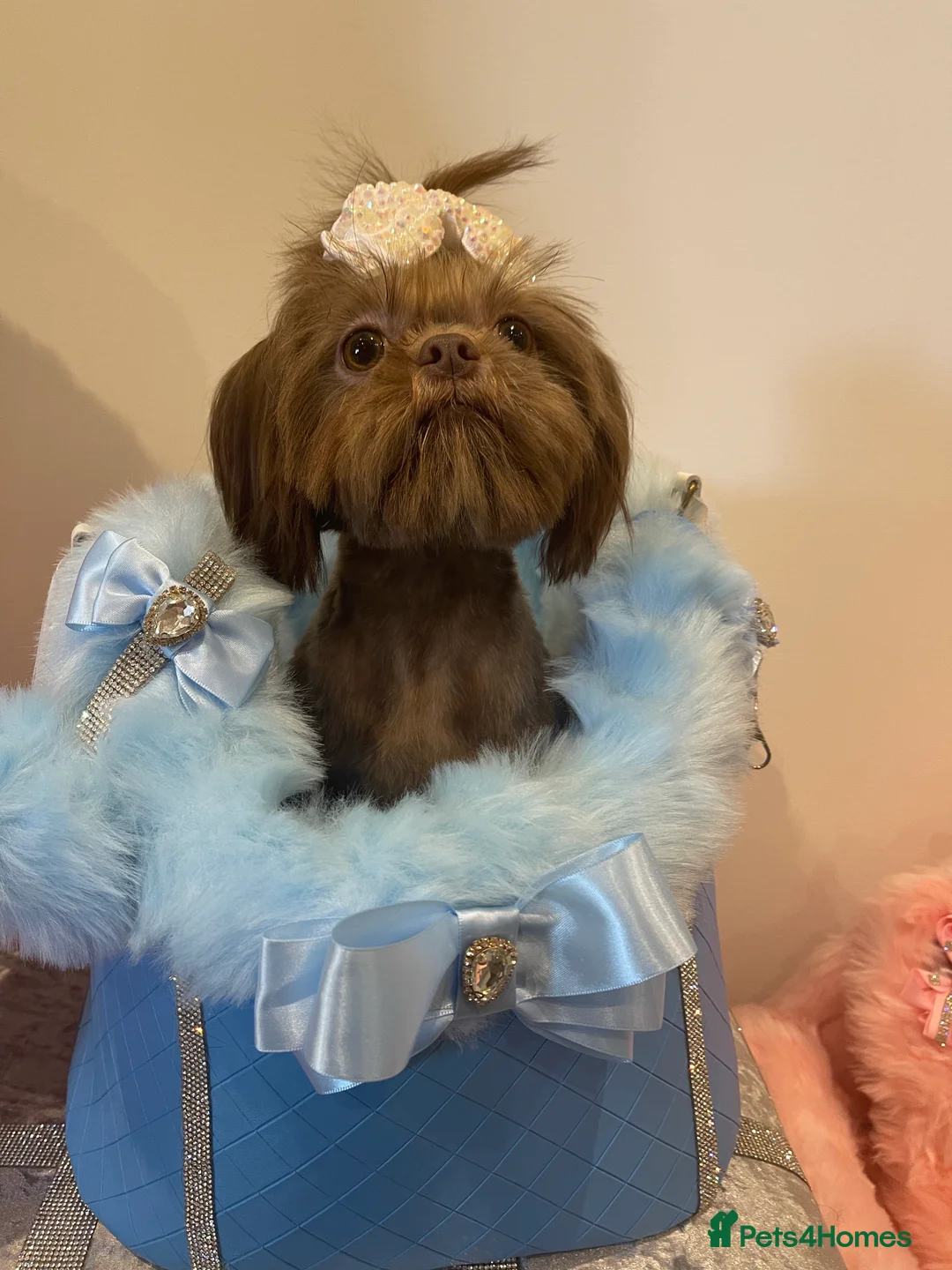 Shih Tzu dogs for stud: STUNNING CHOCOLATE IMPERIAL SHIHTZU OPEN AT STUD in Grays - Advert 16