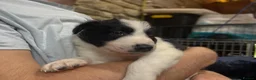 Border Collie dogs for sale: Border Collie Pups - Advert 9