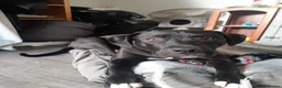 Mixed Breed dogs for sale: Reggie - Advert 1