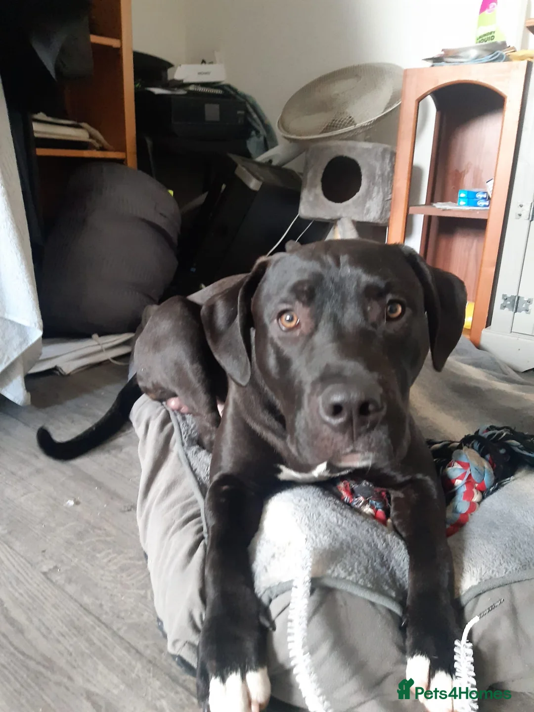 Mixed Breed dogs for sale: Reggie - Advert 1