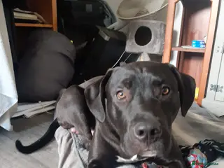 Mixed Breed dogs Reggie - Advert 1