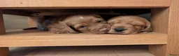 Cocker Spaniel dogs for sale: Adorable healthy Cocker Spaniel puppies - Advert 15