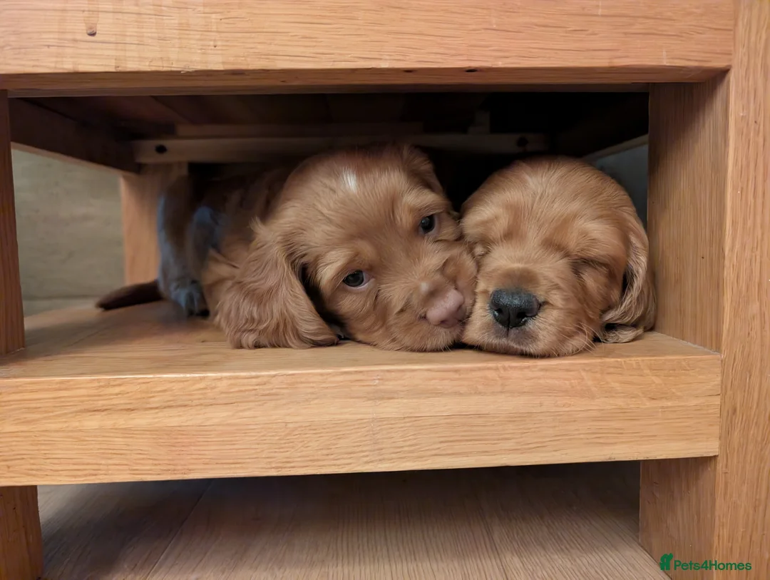 Cocker Spaniel dogs for sale: Adorable healthy Cocker Spaniel puppies - Advert 15