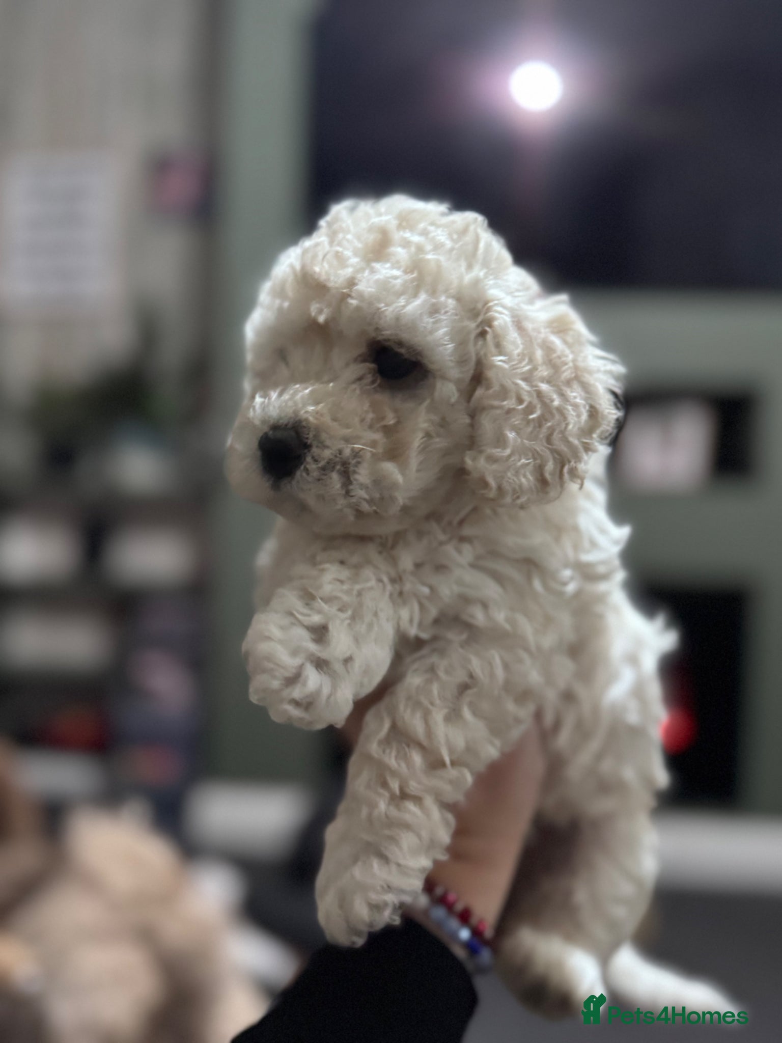 Poochon dogs 3 GIRLS left!!! Rare colour beautiful poochons  - Advert 1