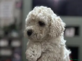 Poochon dogs 3 GIRLS left!!! Rare colour beautiful poochons - Advert 1