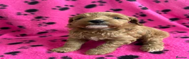 Cockapoo Puppy 5