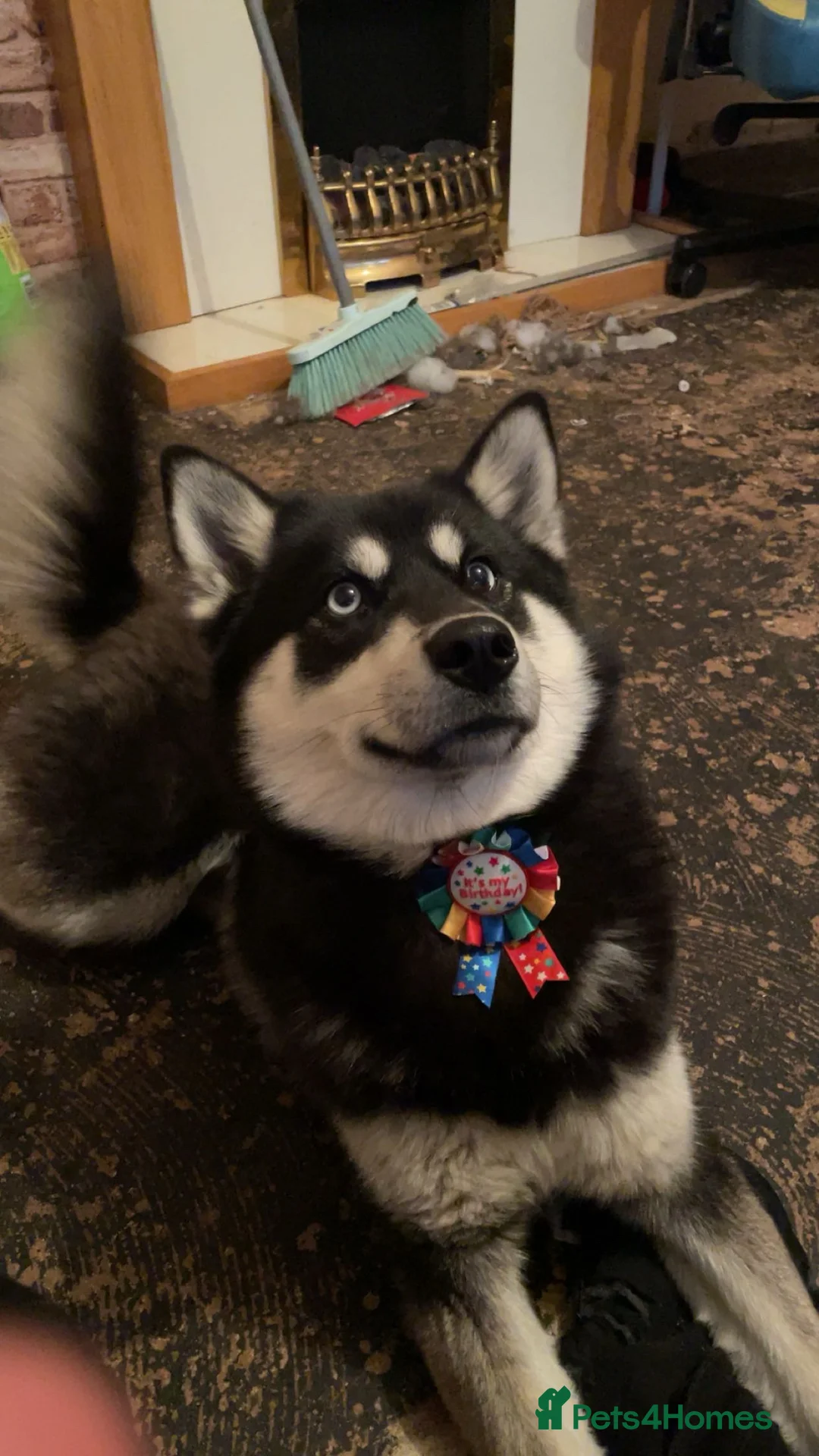 Pomsky dogs for sale: Pomsky for sale - Advert 5