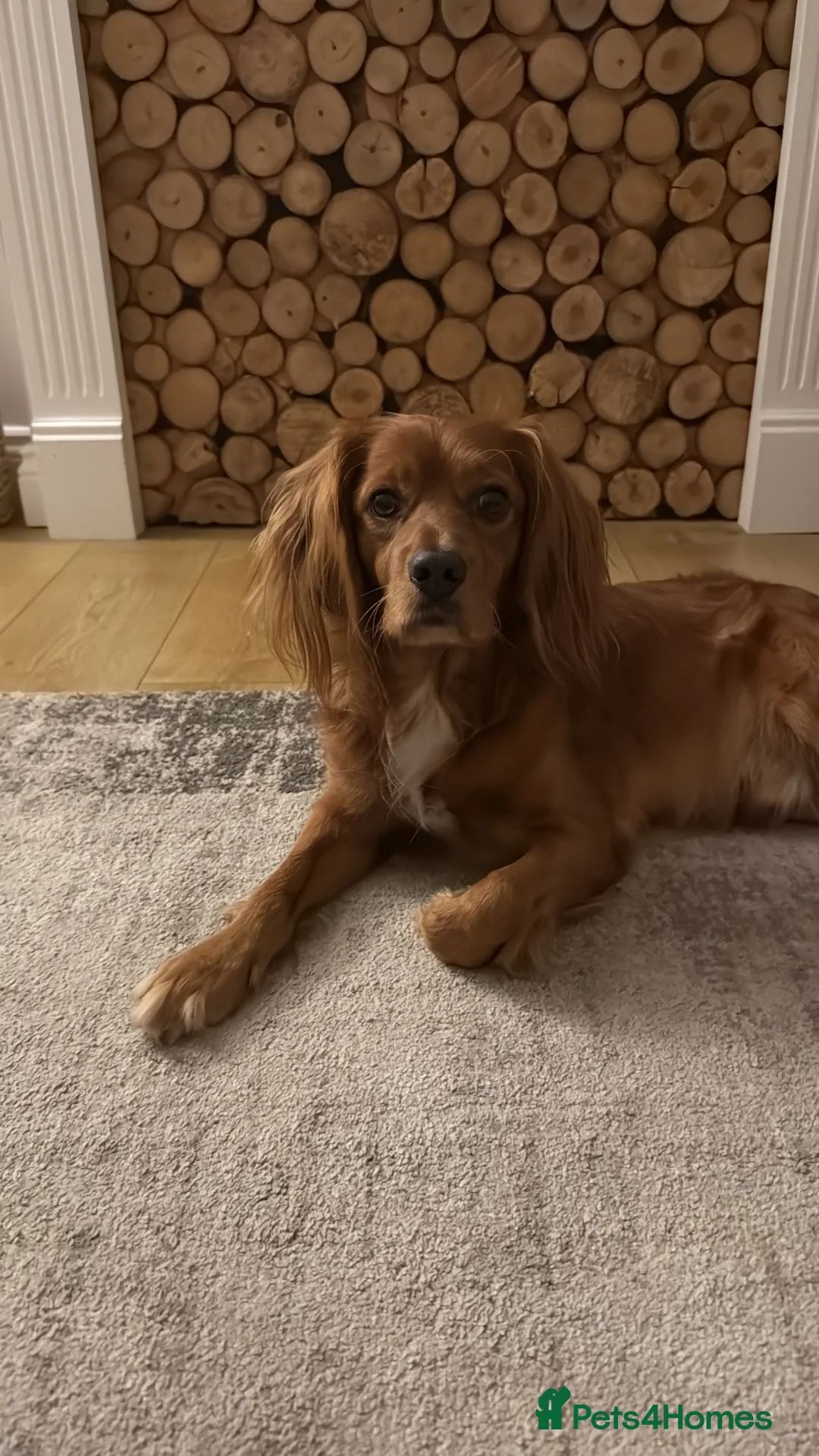 Mixed Breed dogs for sale: 4 year old cocker/cavapoo needing to be rehomed - Advert 2