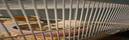 Gerbil rodents for sale: 2 Female Gerbils with Bucastate 3.0 in Poole - Advert 5