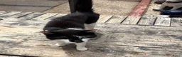 Mixed Breed cats for sale: Male black white cat  in Brigg - Advert 3