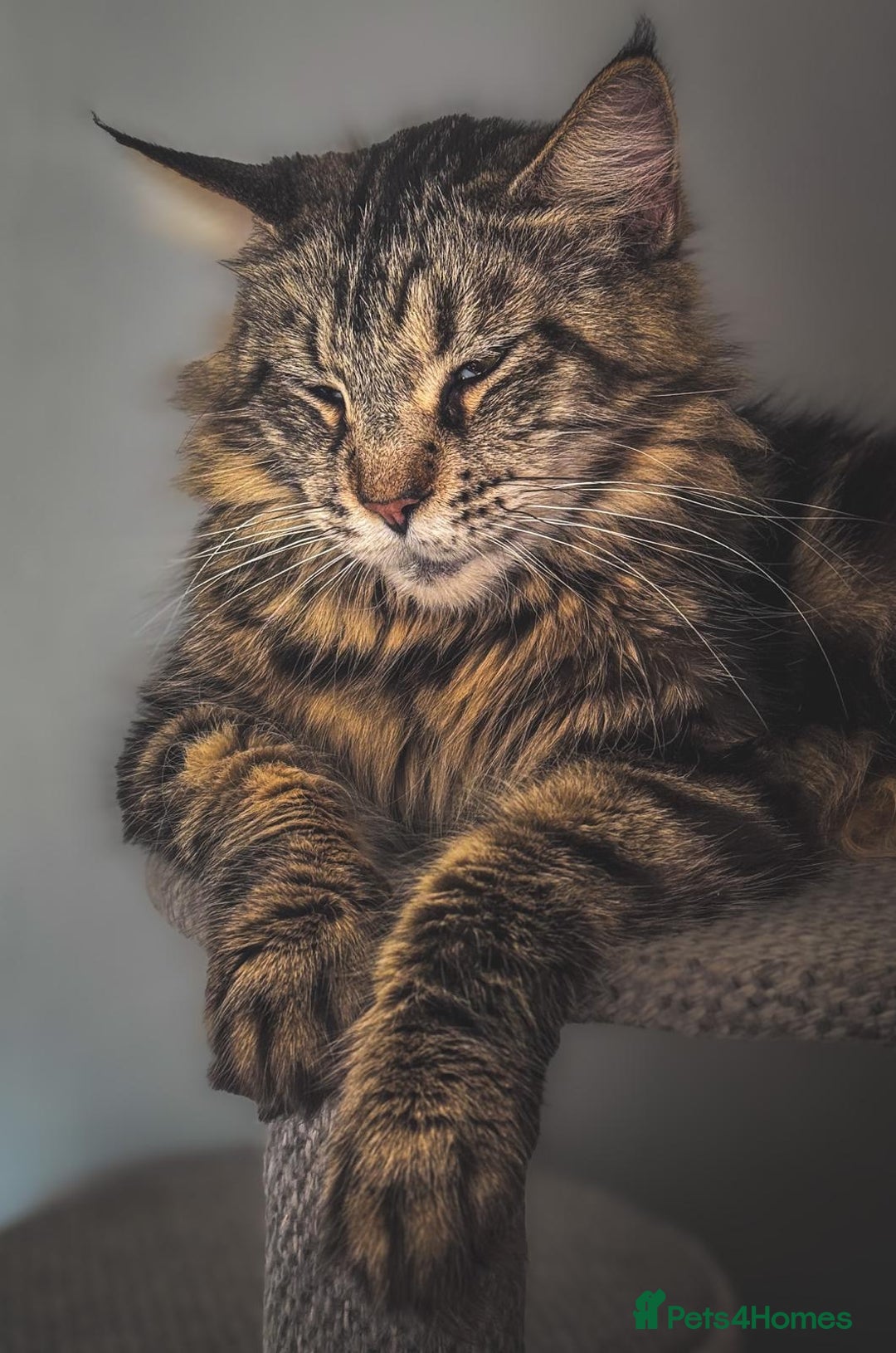 Maine Coon cats for sale: Adult mainecoon female 5 years old needs new home  - Image 5