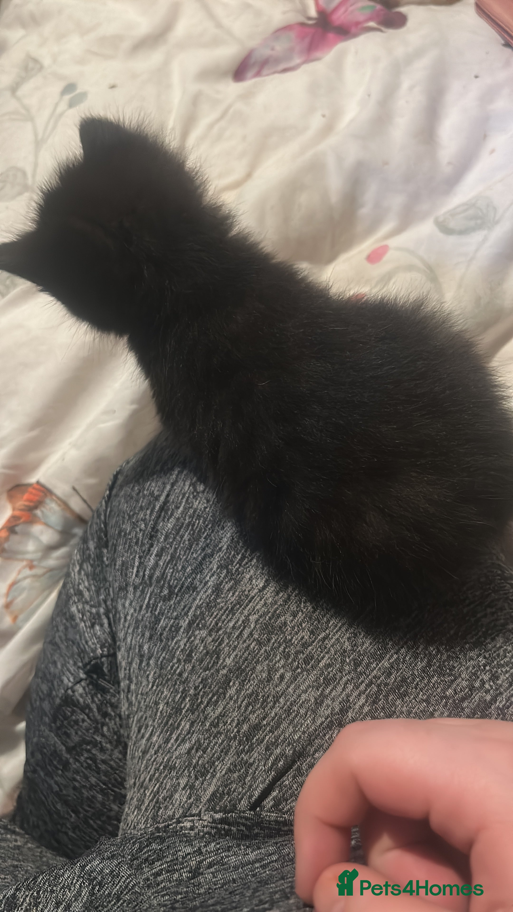 Domestic Shorthair cats Black kitten 5 weeks old  - Advert 1