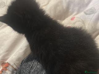 Domestic Shorthair cats Black kitten 5 weeks old - Advert 4