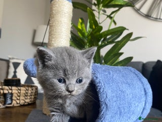 British Shorthair cats for sale - Advert 1