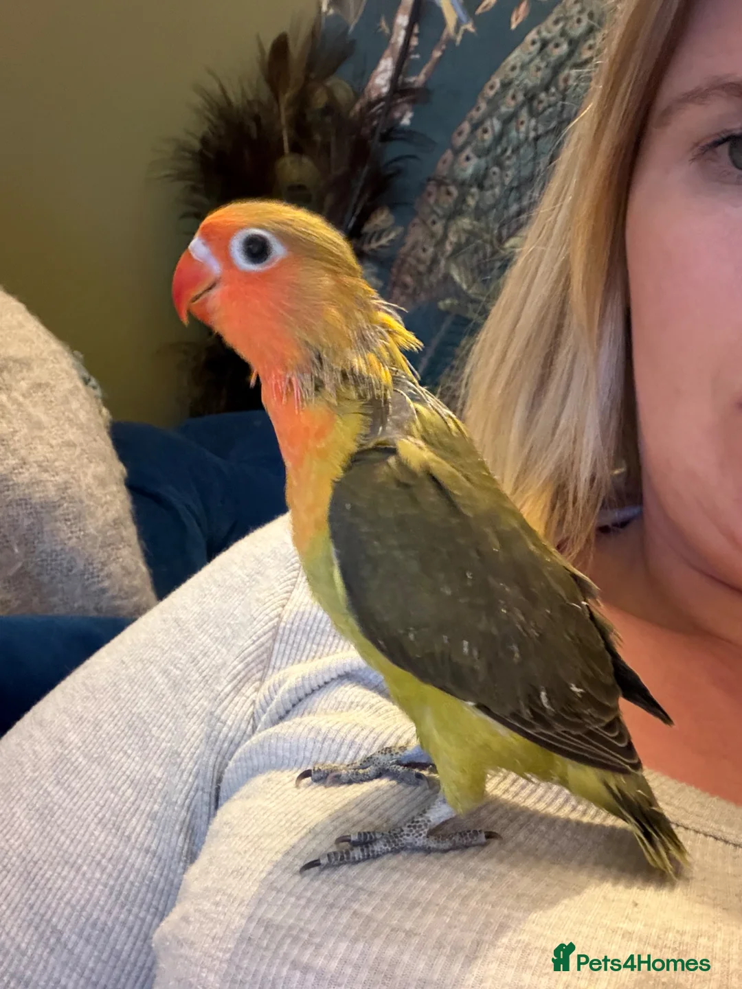 Lovebirds birds for sale: Beautiful handreared Fischer love birds - Advert 1