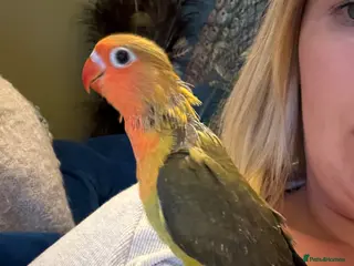 Lovebirds birds Beautiful handreared Fischer love birds - Advert 1