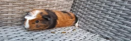 Guinea Pig rodents for sale: Two baby male guinea pigs - Advert 4
