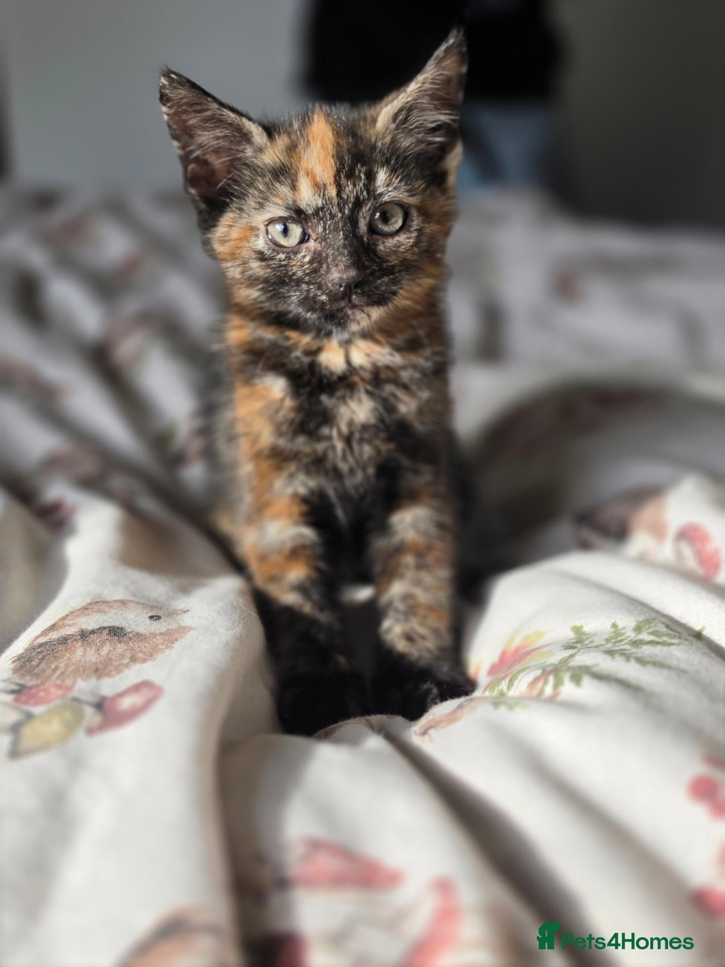 Mixed Breed cats Adorable Tortoiseshell kittens!  - Advert 1