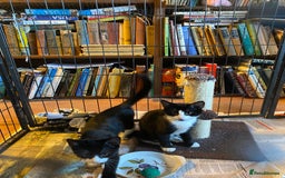 Mixed Breed cats for sale: Friendly kittens looking for homes ! - Image 10