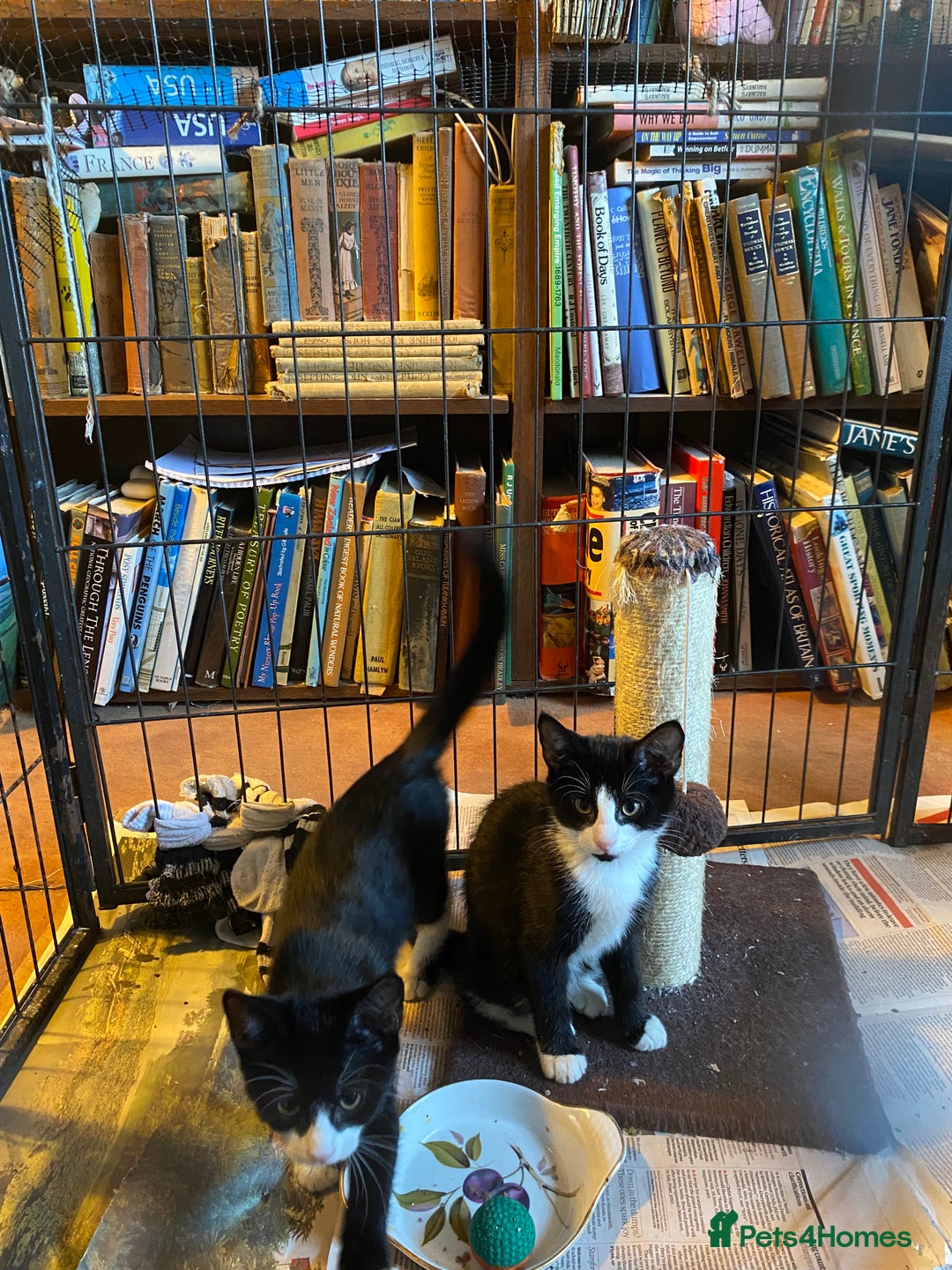 Mixed Breed cats for sale: Friendly kittens looking for homes ! - Image 10