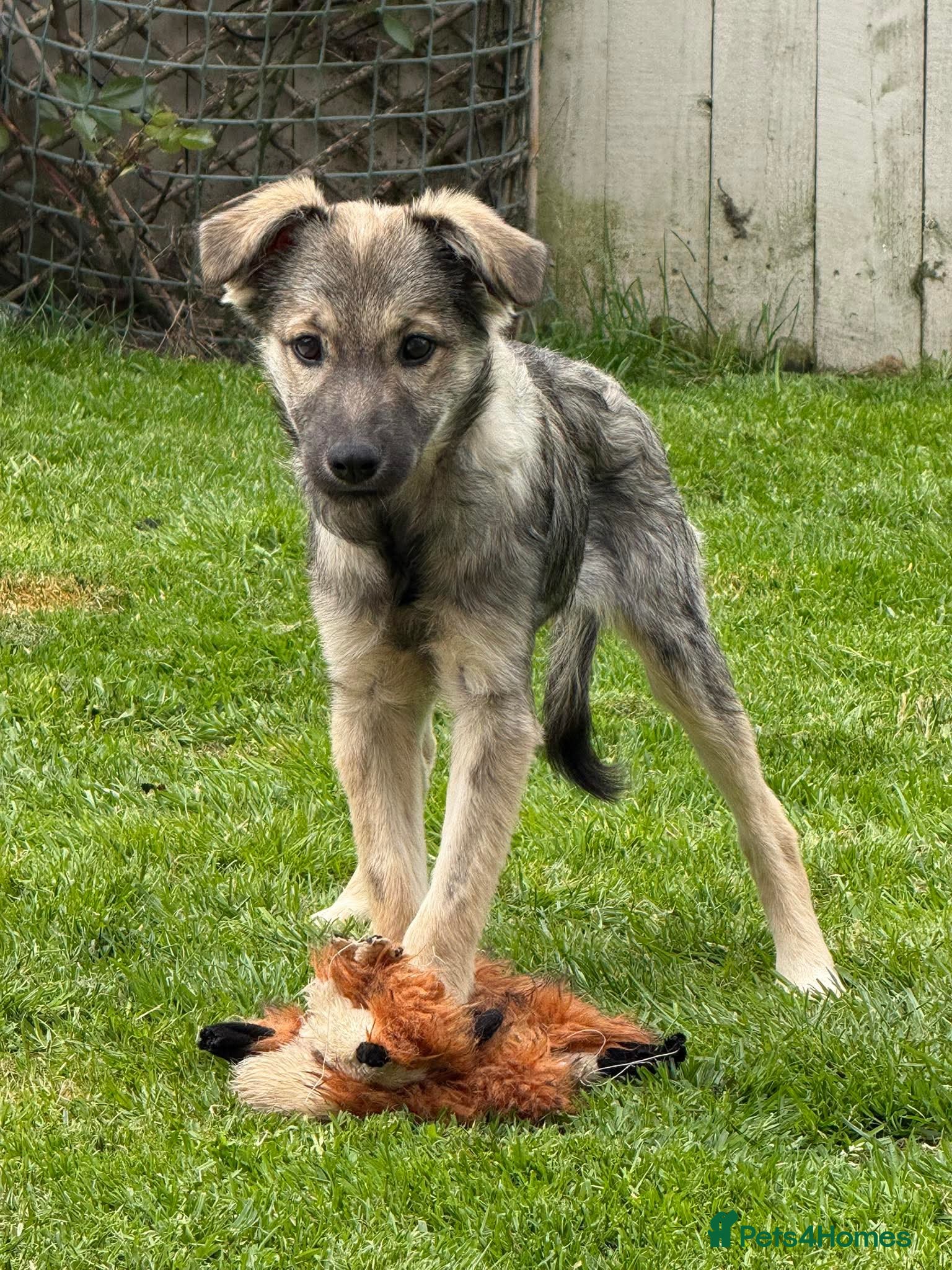 Mixed Breed dogs Ursa  - Advert 3