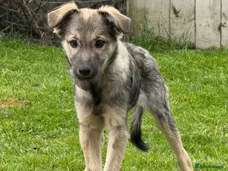 Mixed Breed dogs Ursa - Advert 11