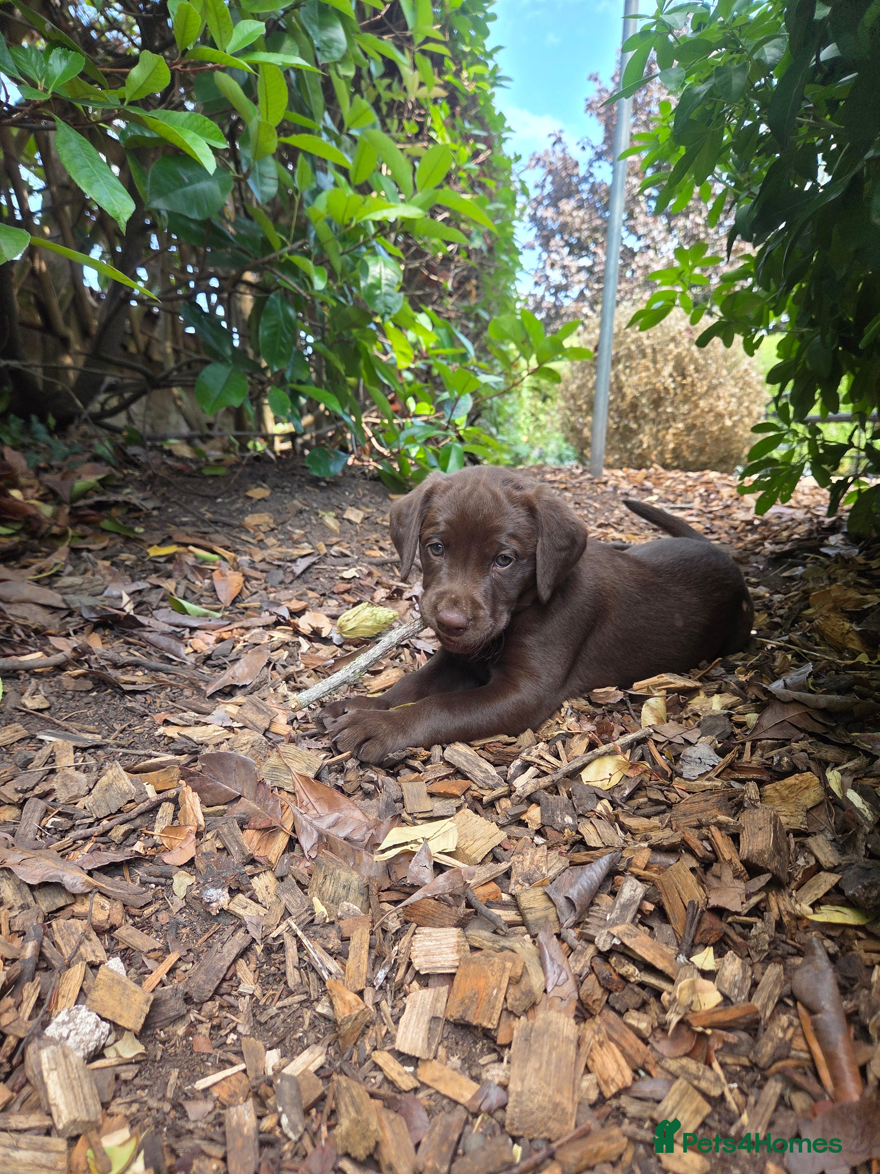 Labrador Retriever dogs KC registered, Chocolate Labrador Puppies - Advert 2