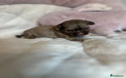 Shih Tzu dogs for sale: Beautiful shihtzu puppies - Image 13