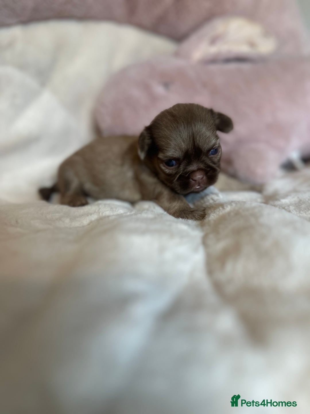 Shih Tzu dogs for sale: Beautiful shihtzu puppies - Image 13