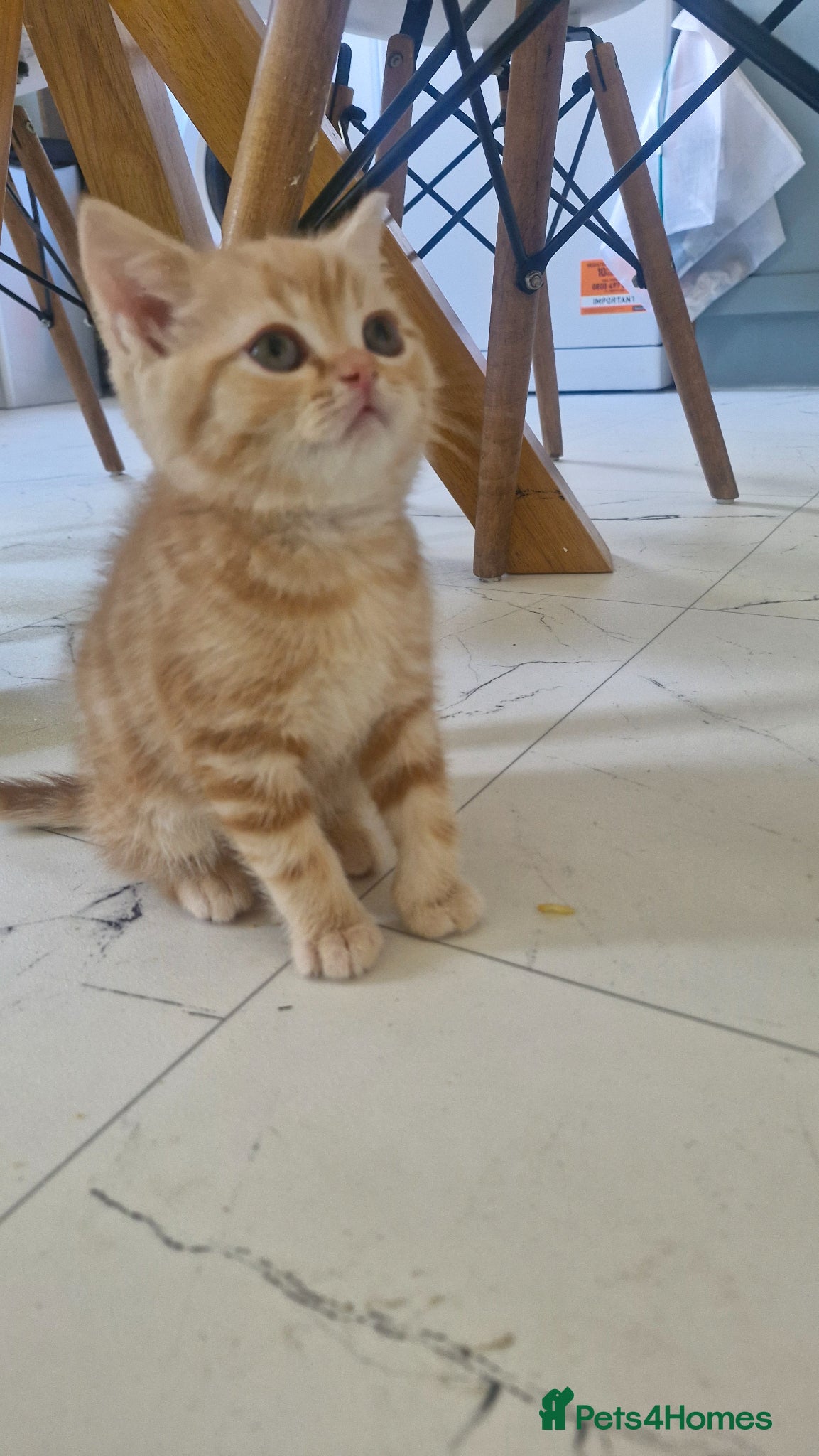 Scottish Fold cats Scottish Fold Kittens READY FOR NEW HOMES  - Advert 12