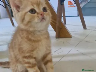 Scottish Fold cats Scottish Fold Kittens READY FOR NEW HOMES - Advert 12