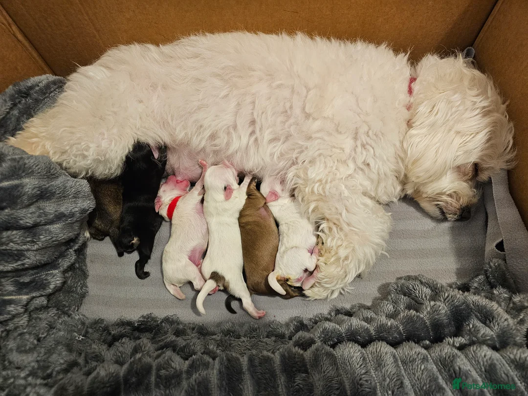 Bichon Frise dogs for sale: Bichon puppies in Luton - Advert 8