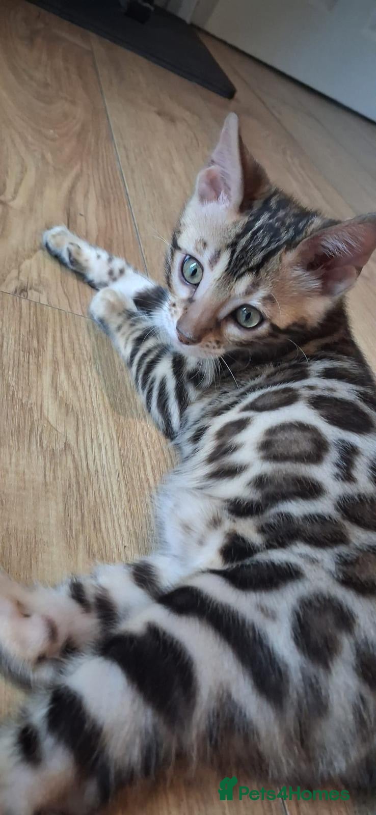 Bengal cats Pure bengal female kitten needing new home ASAP - Advert 16