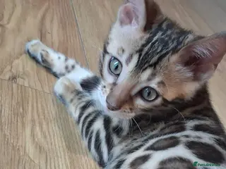 Bengal cats Pure bengal female kitten needing new home ASAP - Advert 16