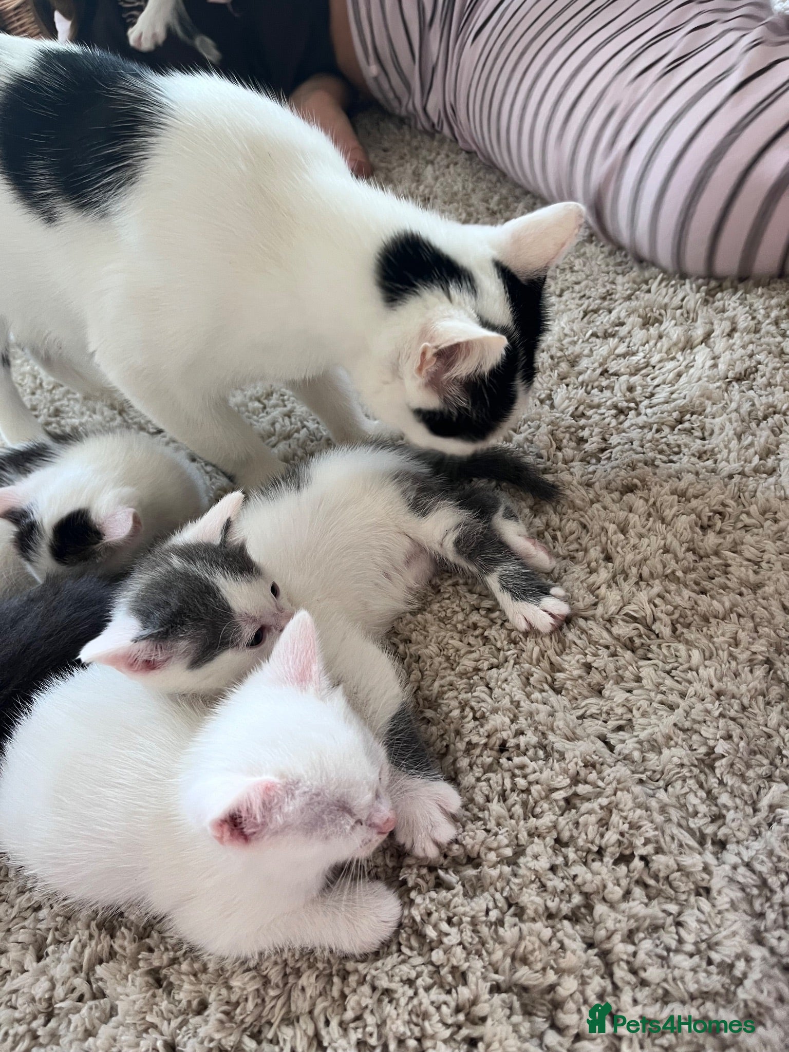 Mixed Breed cats Pure Grey, Pure white and Mixed Kittens  - Advert 2