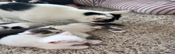 Mixed Breed cats for sale: Pure Grey, Pure white and Mixed Kittens  - Advert 2