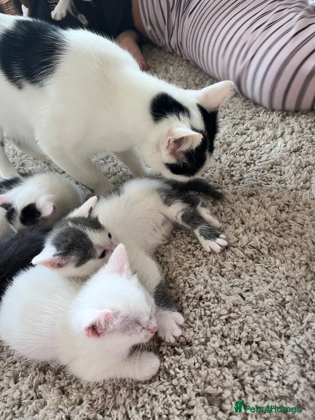 Mixed Breed cats for sale: Pure Grey, Pure white and Mixed Kittens  - Advert 2