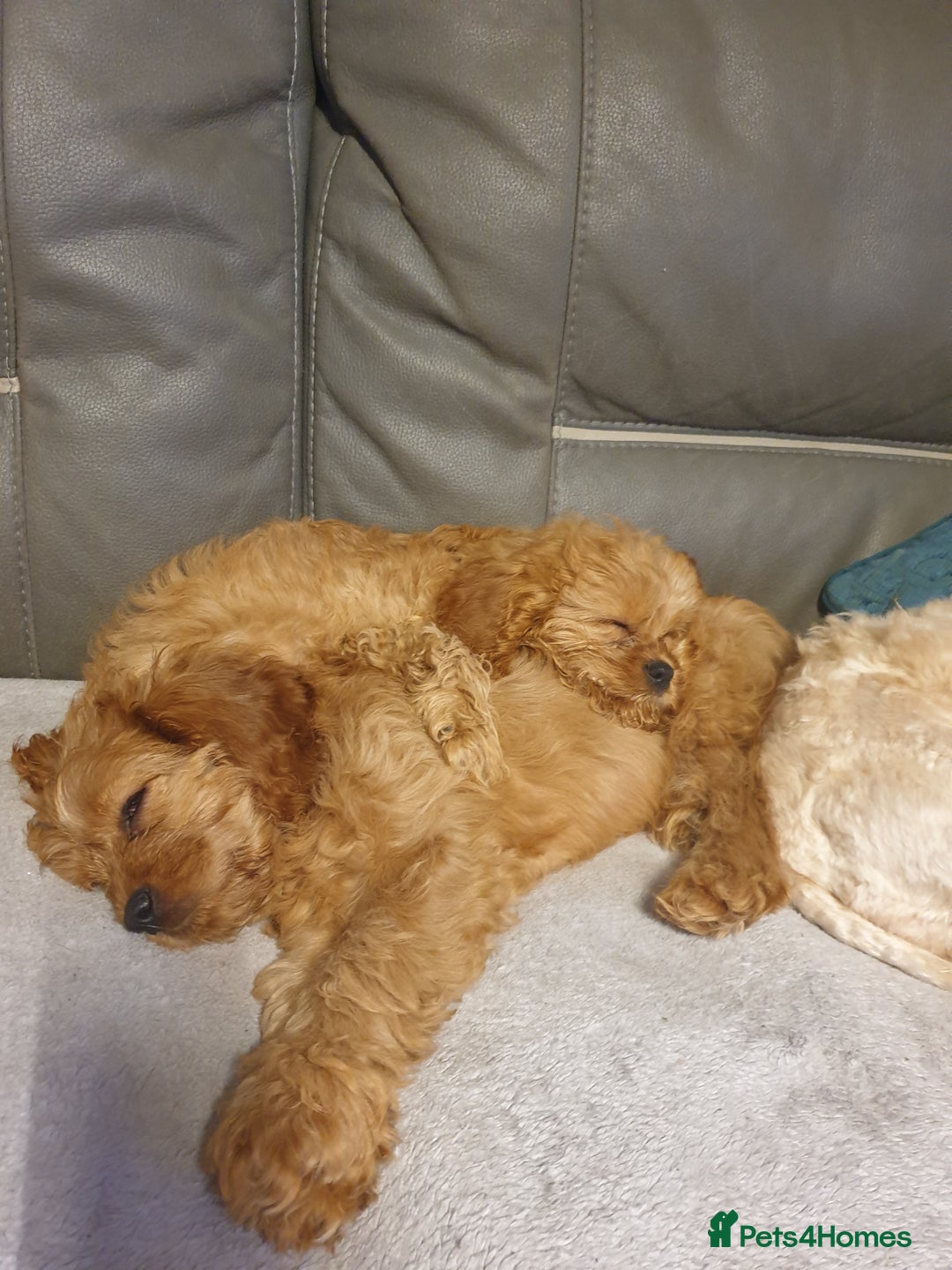 Cavapoo dogs for sale: DNA TESTED ❤️2 girl left ❤️fox red miniature  - Advert 17