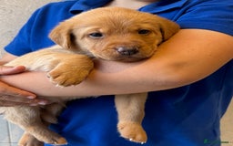 Labrador Retriever dogs for sale: Red fox / yellow KC Registered Labradors - Image 6