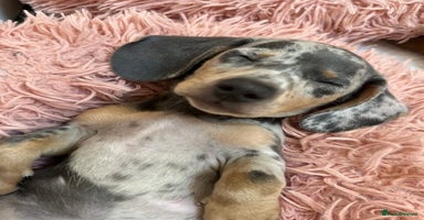 Miniature Dachshund dogs - Advert 15