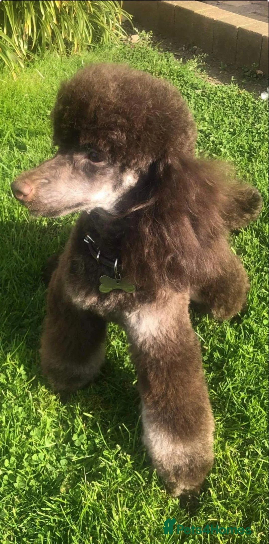 Cockapoo dogs for sale: Chocolate Phantom Cockapoo Puppies - Advert 21