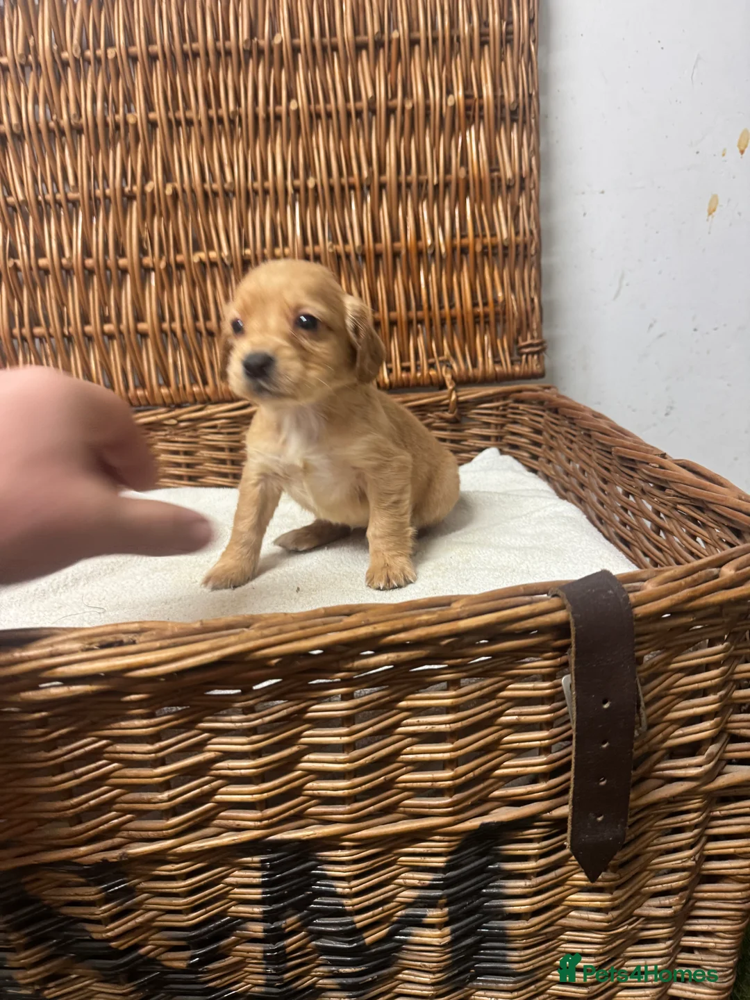 Cocker Spaniel dogs for sale: Fully DNA health tested cocker spaniel puppies - Advert 13
