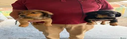 Mixed Breed dogs for sale: Puppies for sale  - Advert 4
