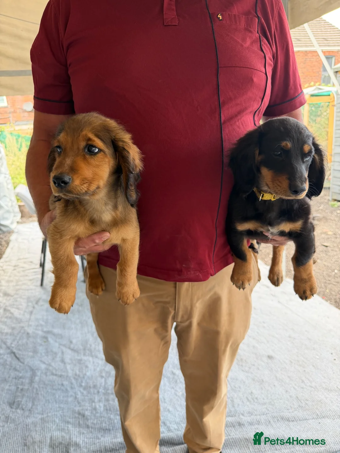 Mixed Breed dogs for sale: Puppies for sale  - Advert 4
